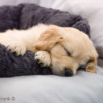 Has disrupted sleep left you feeling exhausted?